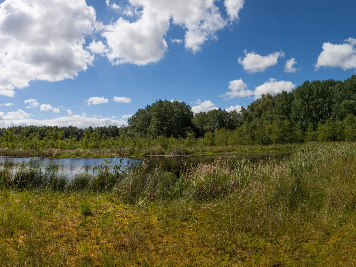 Moorlandschaft unter blauem Himmel mit Wolken 